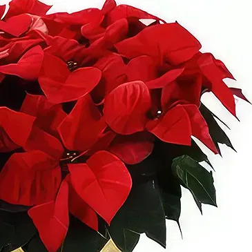 Bektasli flowers  -  Festive Delight Flower Bouquet/Arrangement
