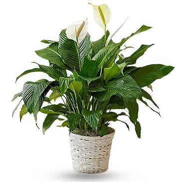 Siskovci flowers  -  Spathiphyllum Sympathy Plant Flower Bouquet/Arrangement