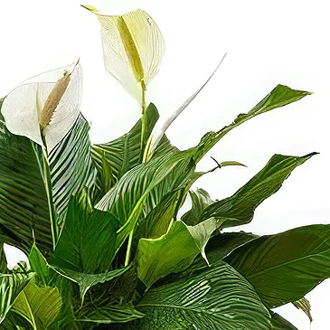 Siskovci flowers  -  Spathiphyllum Sympathy Plant Flower Bouquet/Arrangement