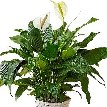 Siskovci flowers  -  Spathiphyllum Sympathy Plant Flower Bouquet/Arrangement