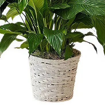 Siskovci flowers  -  Spathiphyllum Sympathy Plant Flower Bouquet/Arrangement