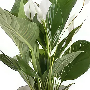 Berlin flowers  -  Single Leaf Flower Bouquet/Arrangement