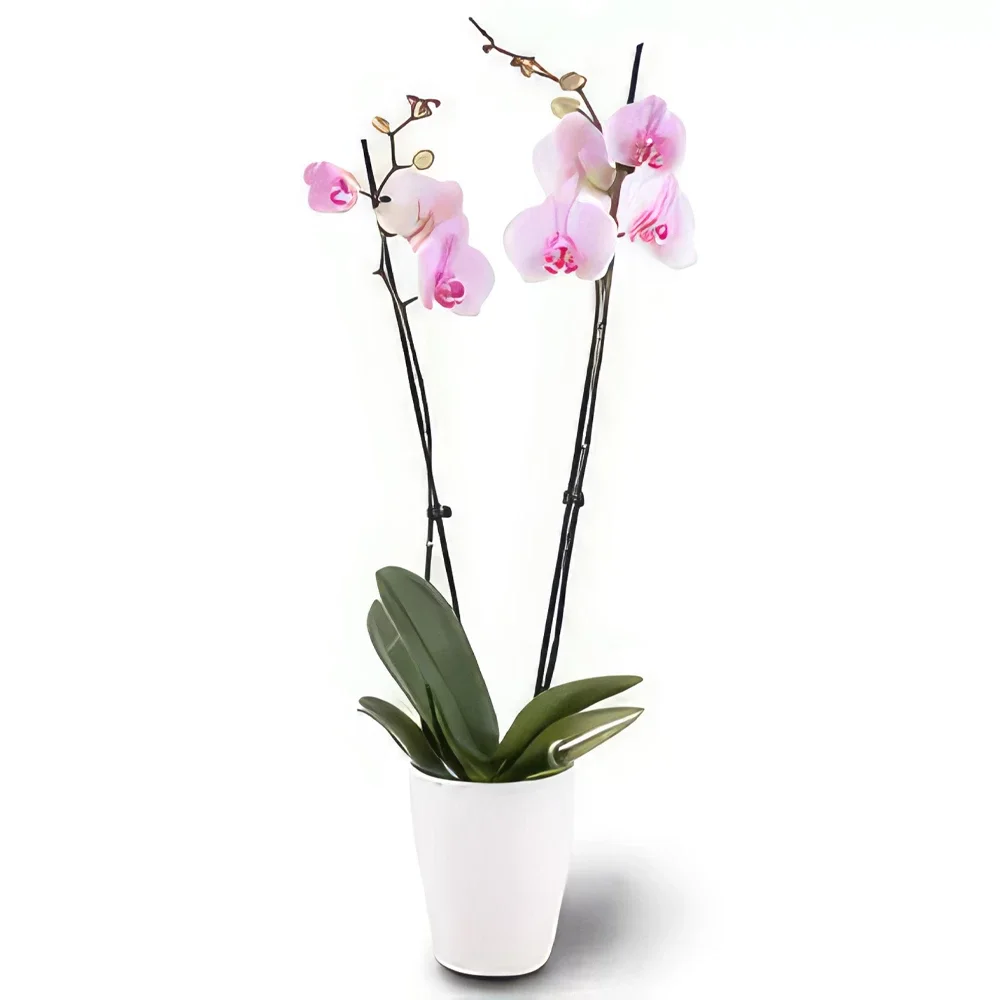 Nurnberg kwiaty- Delikatny rumieniec Bukiet ikiebana