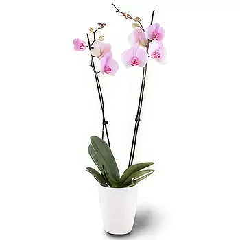 Germany flowers  -  Soft Blush Flower Delivery