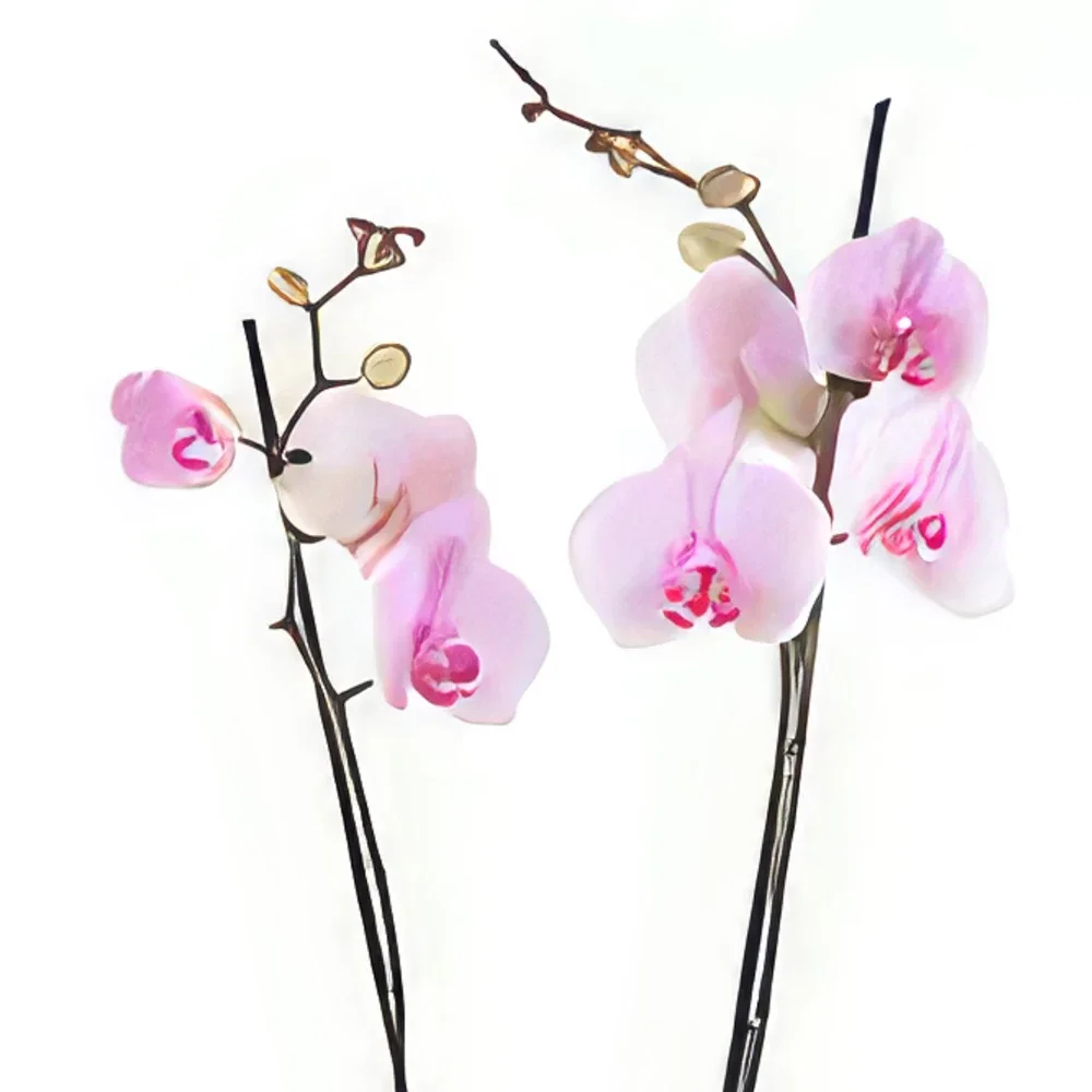 Brémy kvety- Soft Blush Aranžovanie kytice