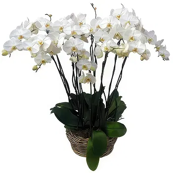 Madrid flowers  -  Soft Format Flower Delivery