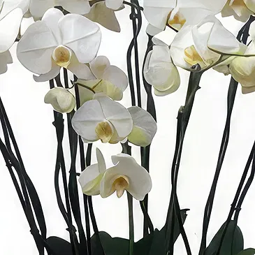 Cala Llonga flowers  -  Soft Format Flower Bouquet/Arrangement