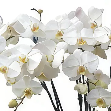 Cala Llonga flowers  -  Soft Format Flower Bouquet/Arrangement