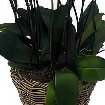 Cala Llonga flowers  -  Soft Format Flower Bouquet/Arrangement