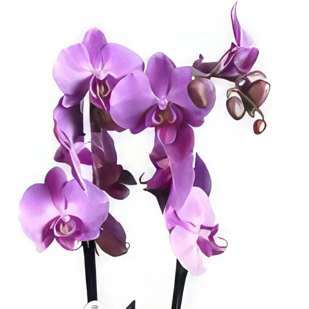 Portimao Blumen Florist- Spirituelle Reinheit Bouquet/Blumenschmuck