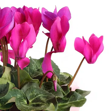Vignone flowers  -  Cyclamen plant Flower Bouquet/Arrangement