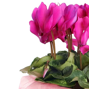 Vignone flowers  -  Cyclamen plant Flower Bouquet/Arrangement