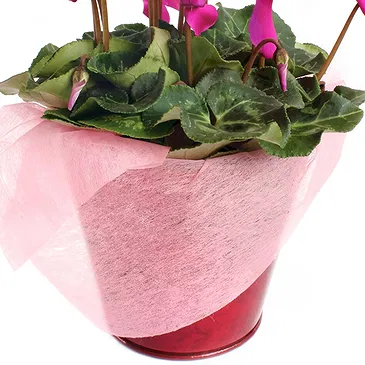 Vignone flowers  -  Cyclamen plant Flower Bouquet/Arrangement