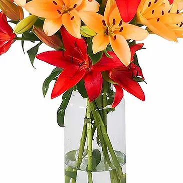 Amsterdam flowers  -  Red Gift Flower Bouquet/Arrangement