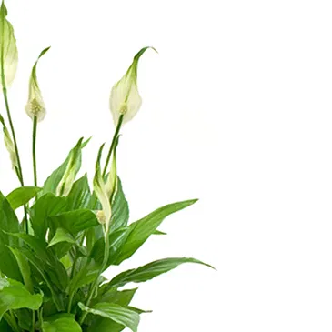 Vignone flowers  -  Spathiphyllum plant Flower Bouquet/Arrangement