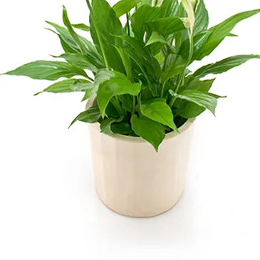 Vignone flowers  -  Spathiphyllum plant Flower Bouquet/Arrangement