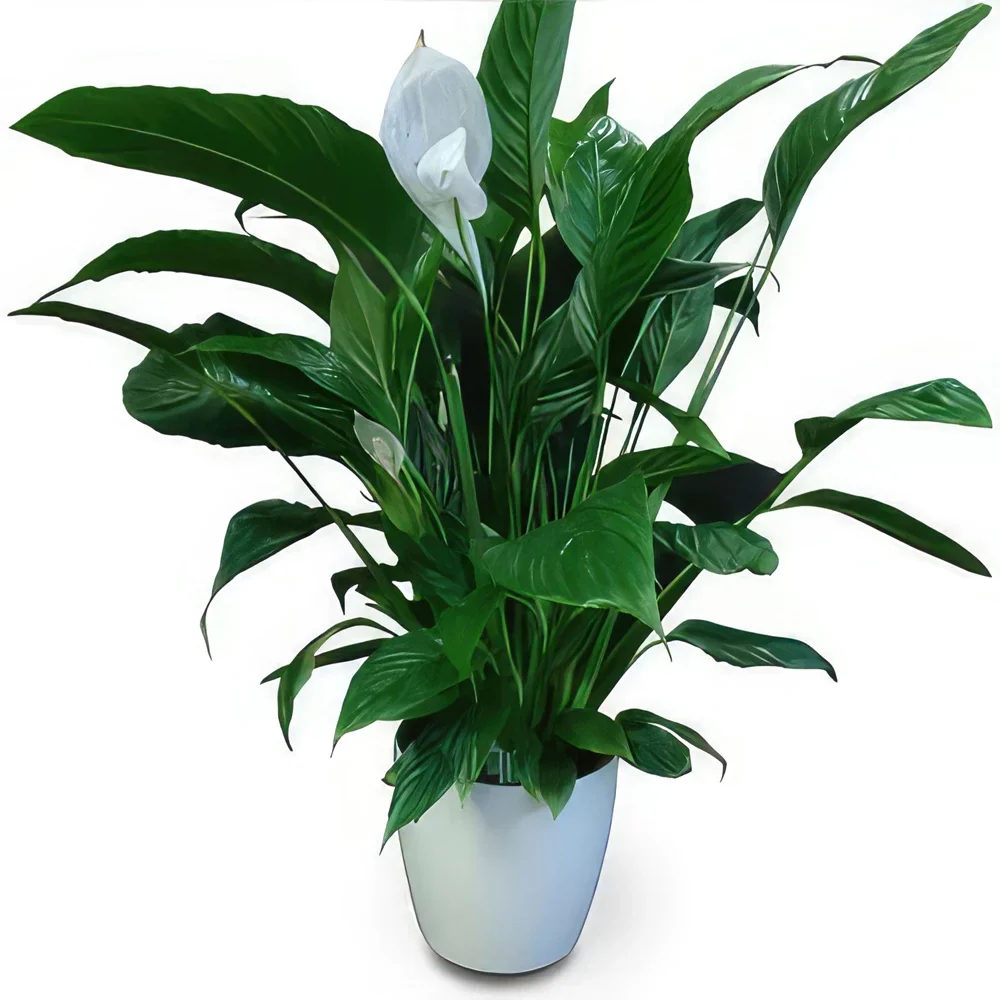 Carcavelos flowers  -  Indoor Plant Flower Bouquet/Arrangement