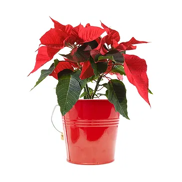 Italy flowers  -  Red poinsettia Flower Bouquet/Arrangement