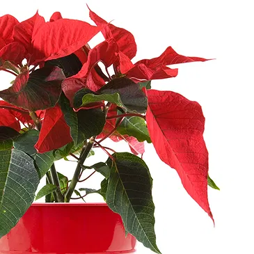 Italy flowers  -  Red poinsettia Flower Bouquet/Arrangement