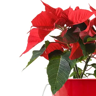 Italy flowers  -  Red poinsettia Flower Bouquet/Arrangement