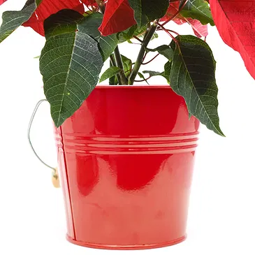 Italy flowers  -  Red poinsettia Flower Bouquet/Arrangement