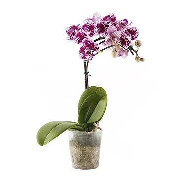 Vignone flowers  -  Plant to apologize Flower Bouquet/Arrangement
