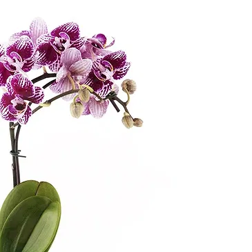 Vignone flowers  -  Plant to apologize Flower Bouquet/Arrangement