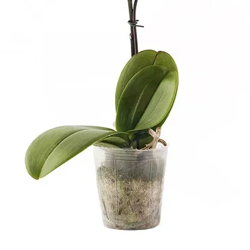 Vignone flowers  -  Plant to apologize Flower Bouquet/Arrangement