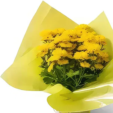Brasilien Blumen Florist- Geschenkvase von Gänseblümchen Bouquet/Blumenschmuck
