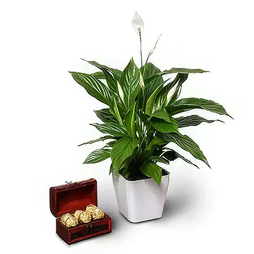 Buangkok flowers  -  Presents and Chuckles Flower Bouquet/Arrangement