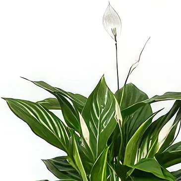 Buangkok flowers  -  Presents and Chuckles Flower Bouquet/Arrangement