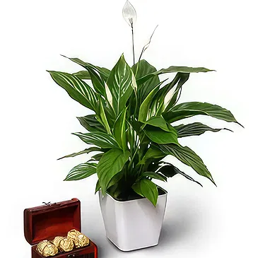 Buangkok flowers  -  Presents and Chuckles Flower Bouquet/Arrangement