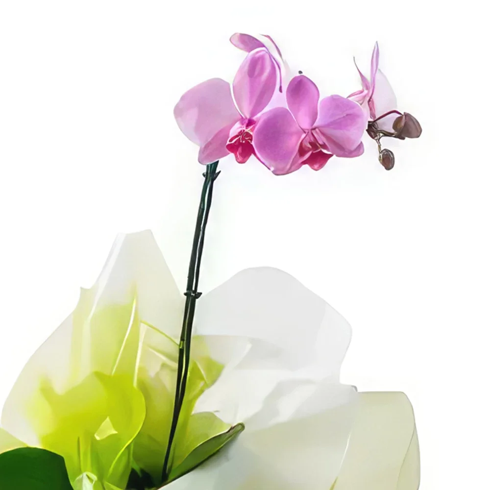 flores el Salvador floristeria -  Orquídea Bicolor Phalaenopsis Ramo de flores/arreglo floral