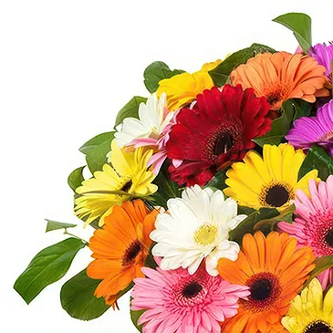 Italy flowers  -  Bouquet of Colored Gerberas Flower Bouquet/Arrangement