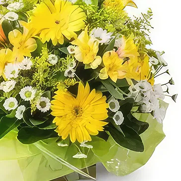 Santa Maria flowers  -  Arrangement of White and Yellow Gerberas and  Flower Bouquet/Arrangement