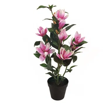 Vignone flowers  -  Magnolia Plant Flower Bouquet/Arrangement