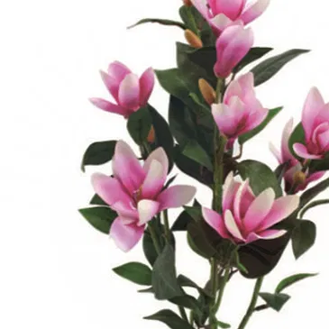 Vignone flowers  -  Magnolia Plant Flower Bouquet/Arrangement