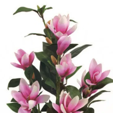 Vignone flowers  -  Magnolia Plant Flower Bouquet/Arrangement