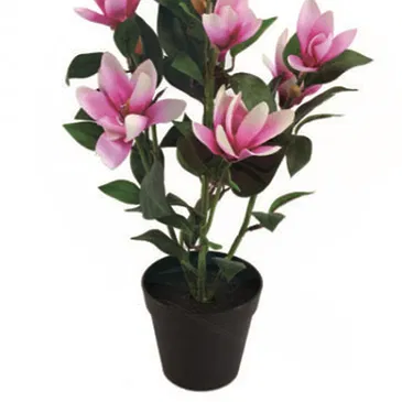 Vignone flowers  -  Magnolia Plant Flower Bouquet/Arrangement