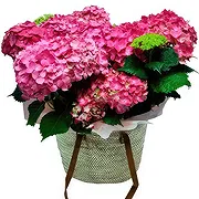 Spanien Online Blumenhändler - Süß und rosa Blumenstrauß
