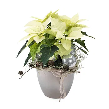 San Marino flowers  -  White Christmas Star with Decorations Flower Delivery