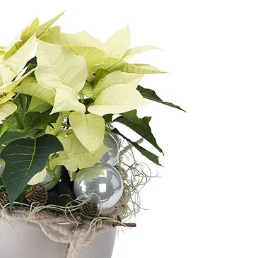 Italy flowers  -  White Christmas Star with Decorations Flower Bouquet/Arrangement