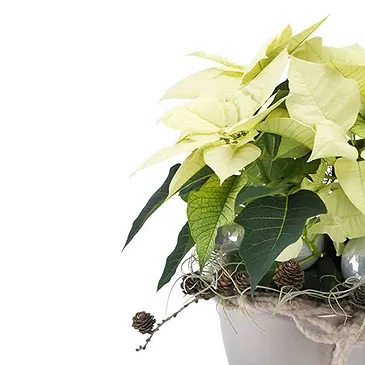 Italy flowers  -  White Christmas Star with Decorations Flower Bouquet/Arrangement