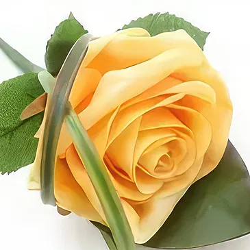 Cabo Balanco blommor- Rose knapphål Bukett/blomsterarrangemang