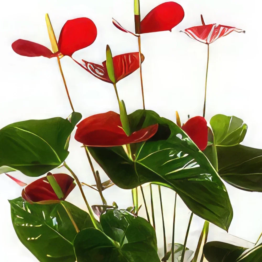 Phuket blomster- Stilfuld Blomst buket/Arrangement