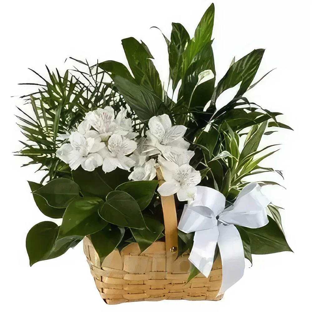 Benidorm פרחים- סל צמחים זר פרחים/סידור פרחים
