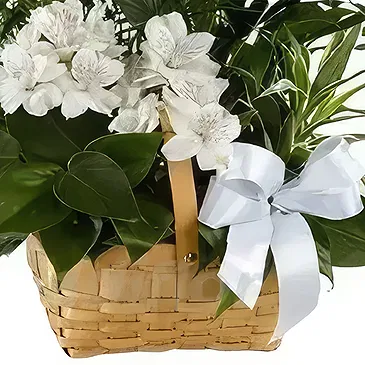 Cala Llonga flowers  -  Plant Basket Flower Bouquet/Arrangement