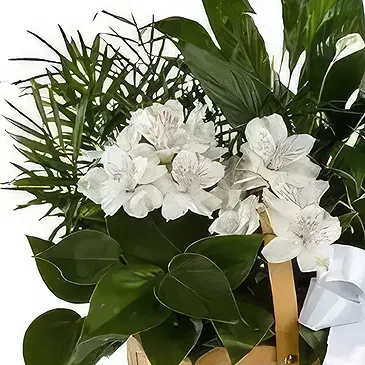 Cala Llonga flowers  -  Plant Basket Flower Bouquet/Arrangement