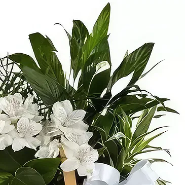 Cala Llonga flowers  -  Plant Basket Flower Bouquet/Arrangement