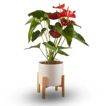 firmu kvety- Štýlové Anthurium Kvet Doručenie